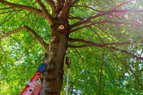 Emergency Storm Tree Removal in Emmaus, PA